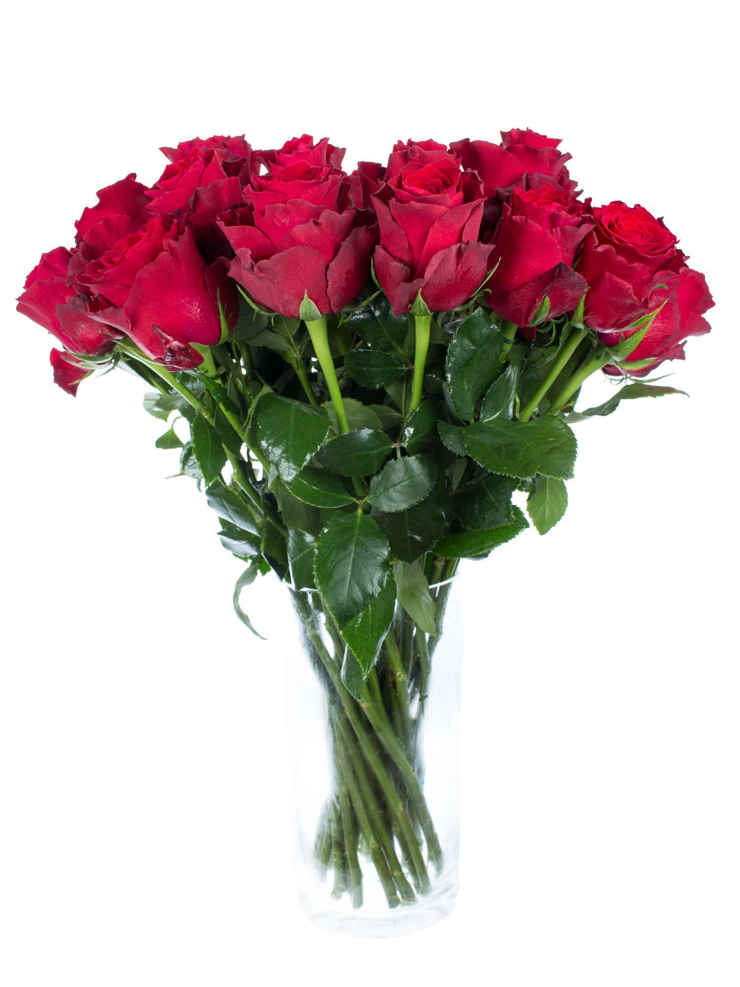 blumigo-rosen-rhodos-rose-rot-schnittblume image 2
