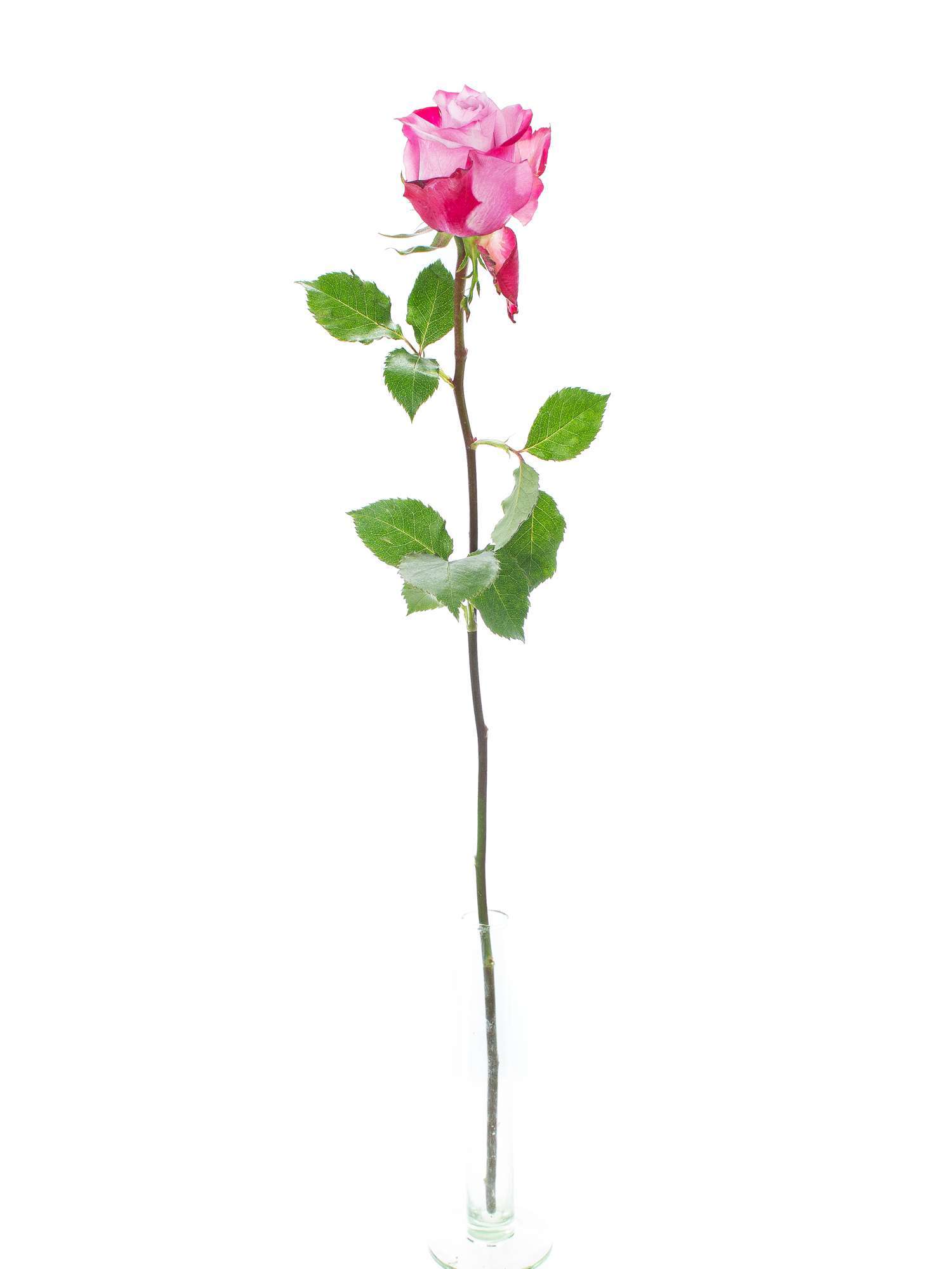 blumigo-rosen-deep-purple-pink-schnittrose image 3