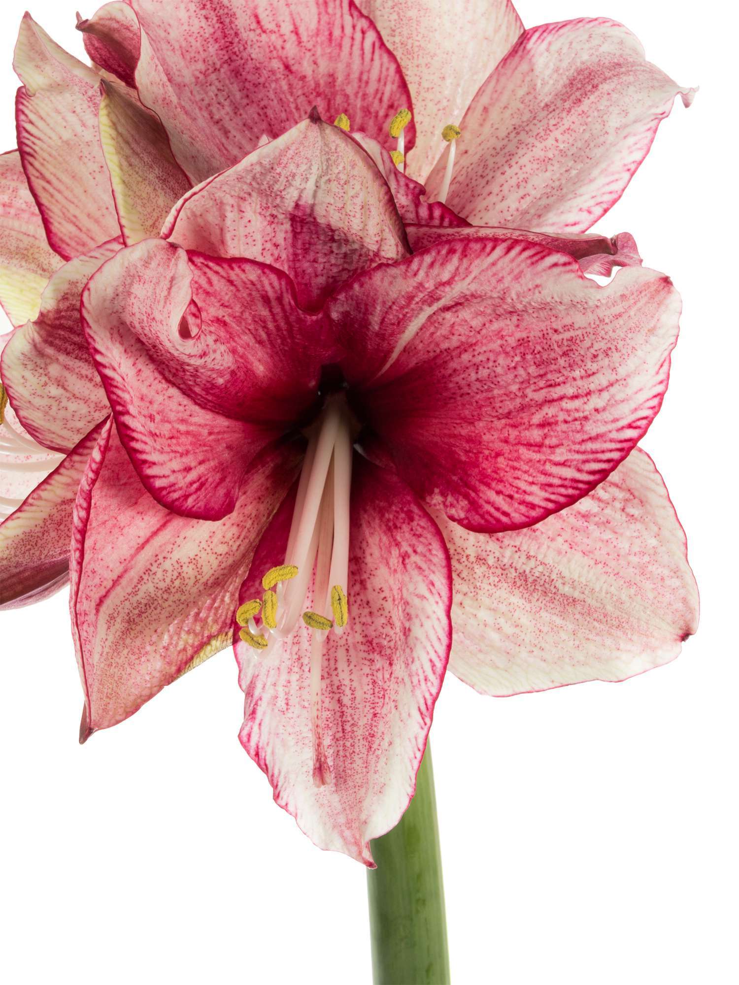 blumigo-amaryllis-daphne-schnittblume-pink-wei image 1