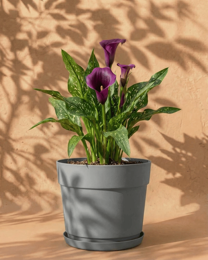 feey-amsterdam-calla-blumenzwiebeln-violett-3-stk-sommerbl-te image 7