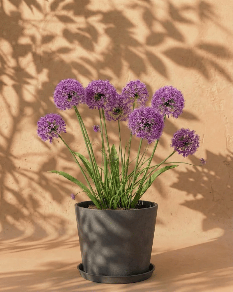 feey-amsterdam-allium-blumenzwiebeln-lila-2-stk-bienenfreundlich image 6