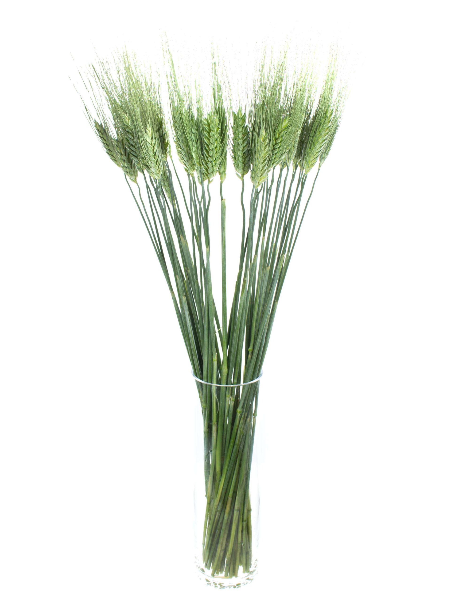 blumigo-blattwerk-weizen-hren-triticum-gr-n image 2