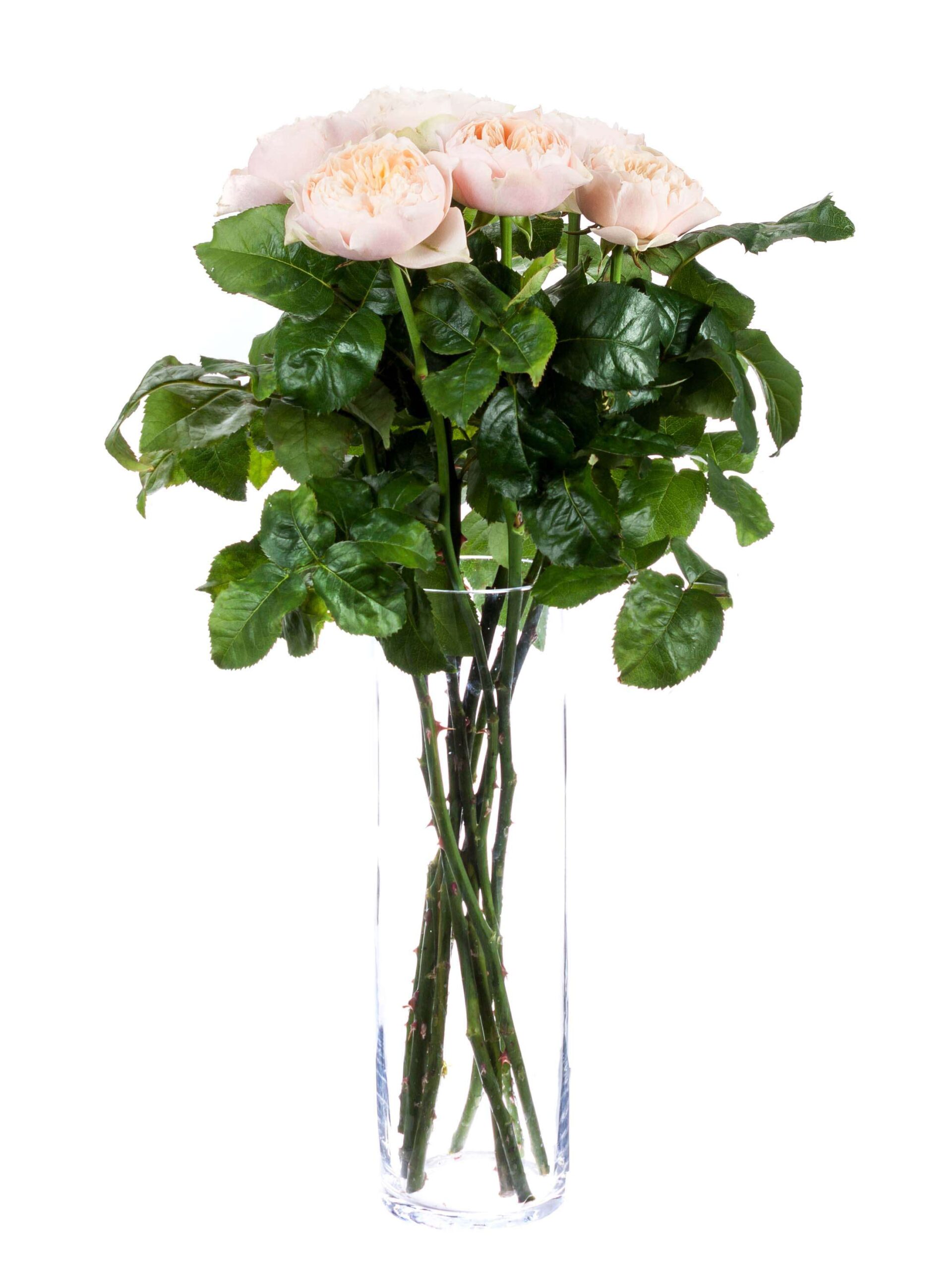blumigo-rosen-romantic-vuvuzela-schnittrose-creme-apricot image 2