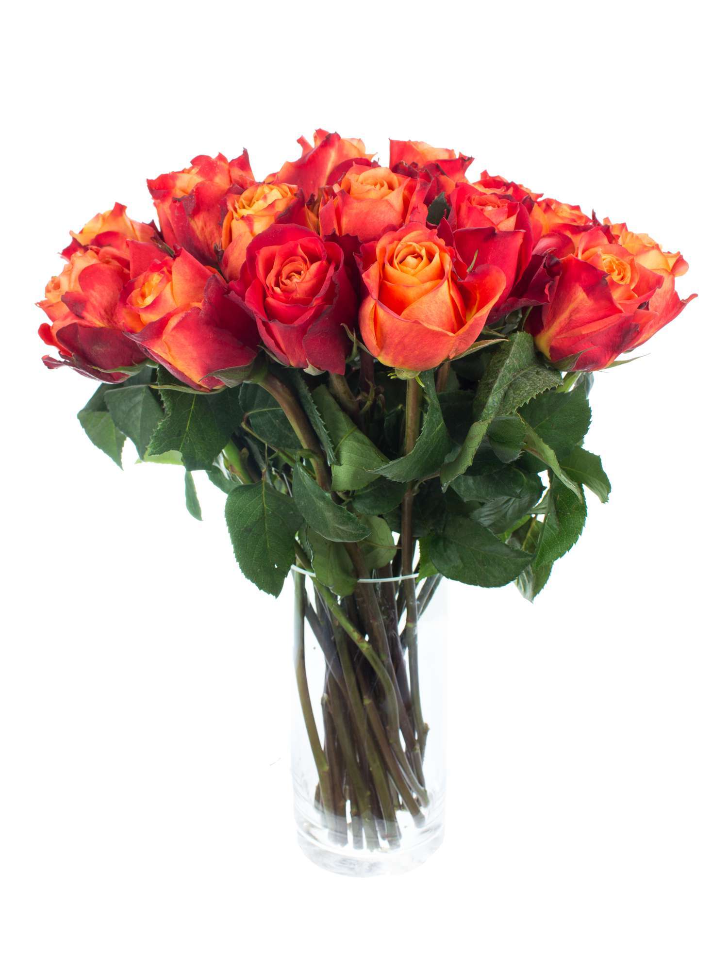 blumigo-rosen-atomic-rose-orange-rot-schnittrose image 2