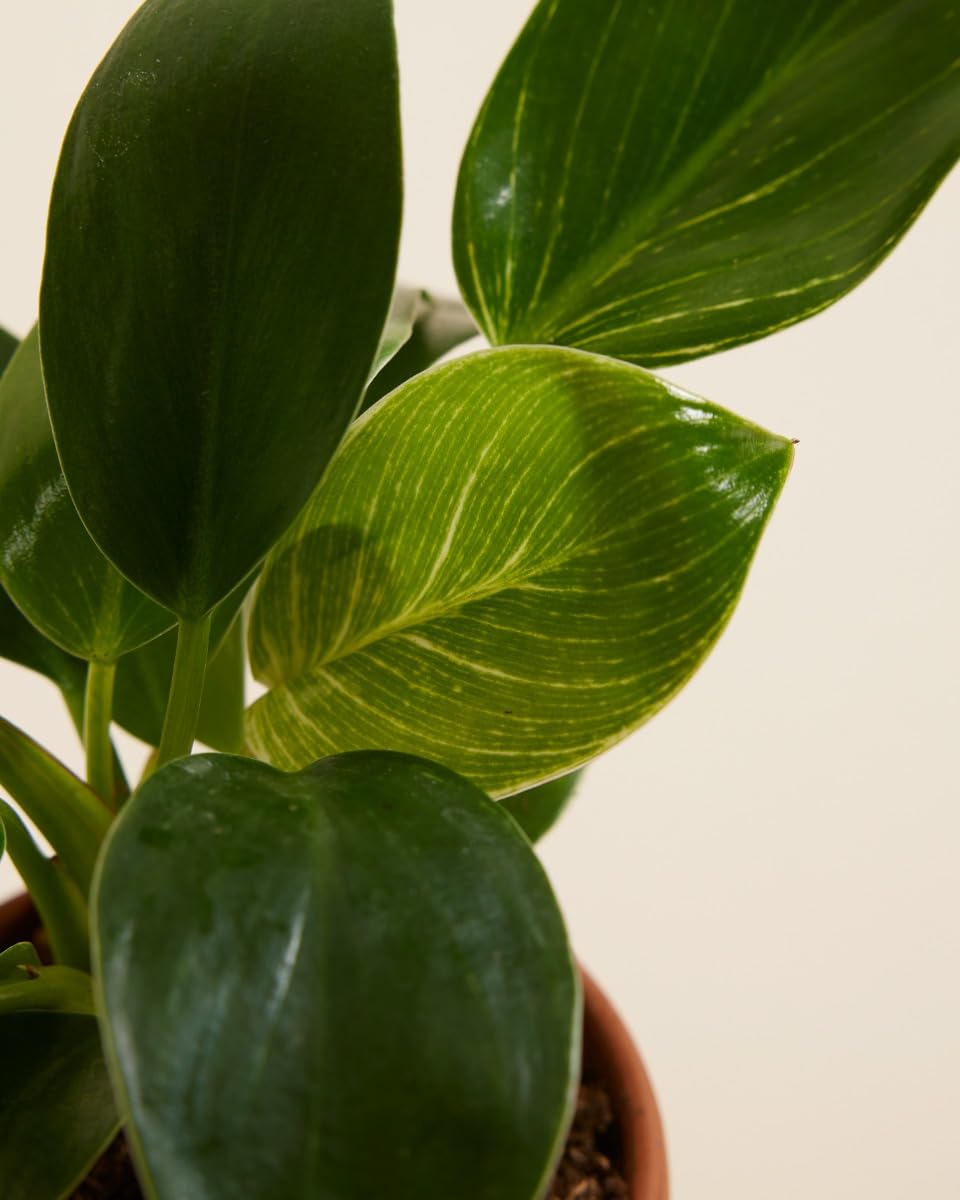 plnts-babyplnts-philodendron-birkin-zimmerpflanze-6cm-topf image 4