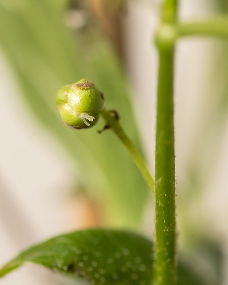 feey-amsterdam-mini-kiwi-kletterpflanze-ohne-topf image 8