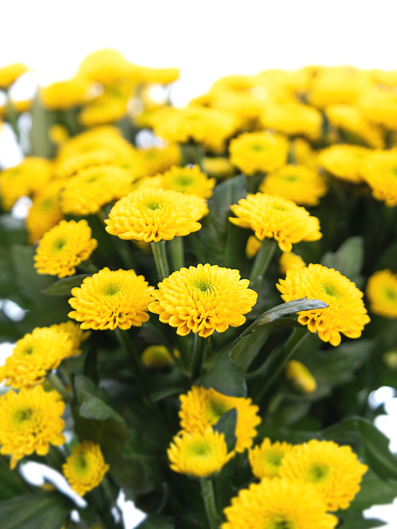 blumigo-chrysanthemen-santinis-aurinko-schnittblumen-gelb image 4