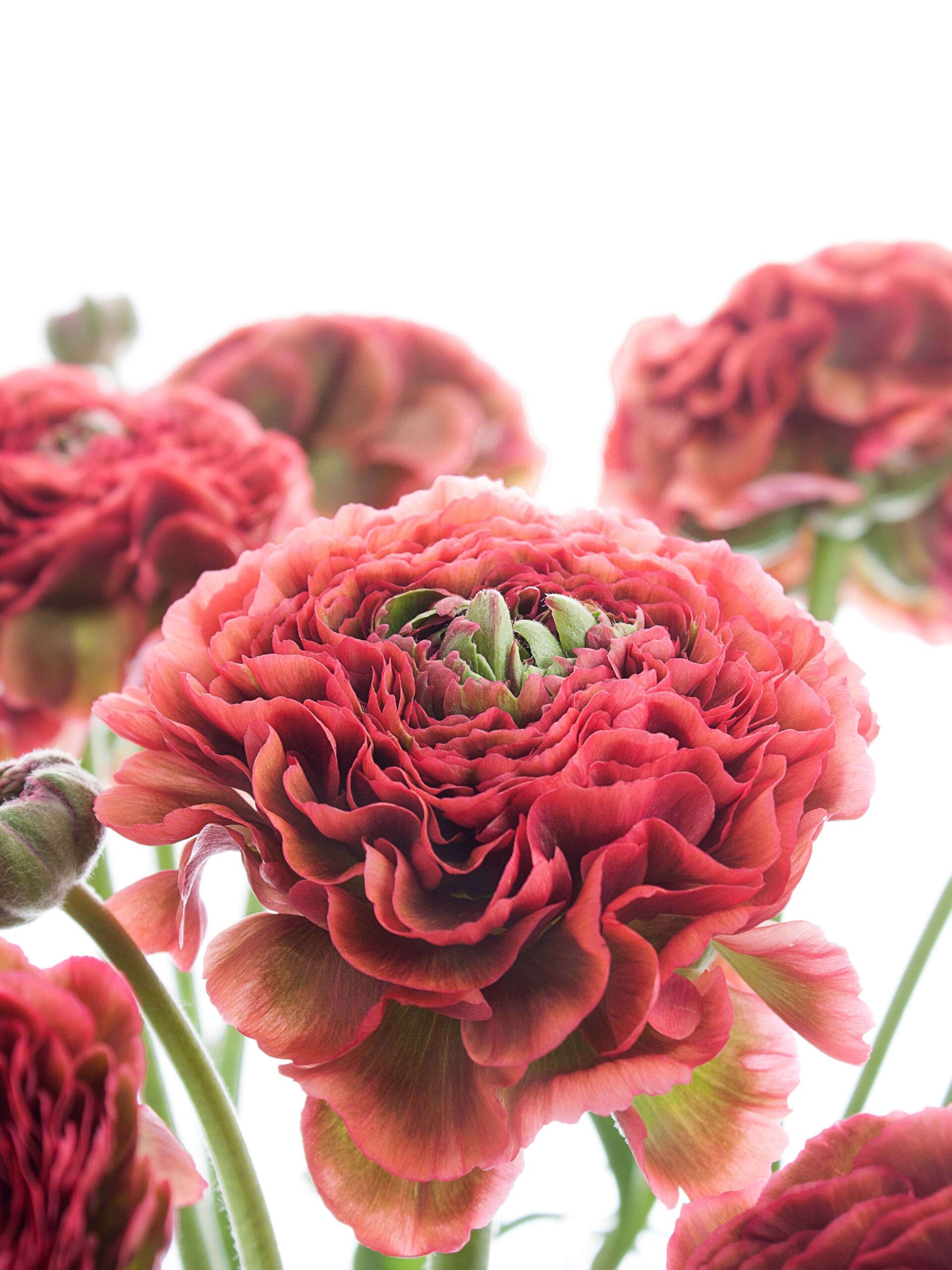blumigo-ranunkeln-xl-ponpon-minerva-schnittblume-rot-gr-n image 1
