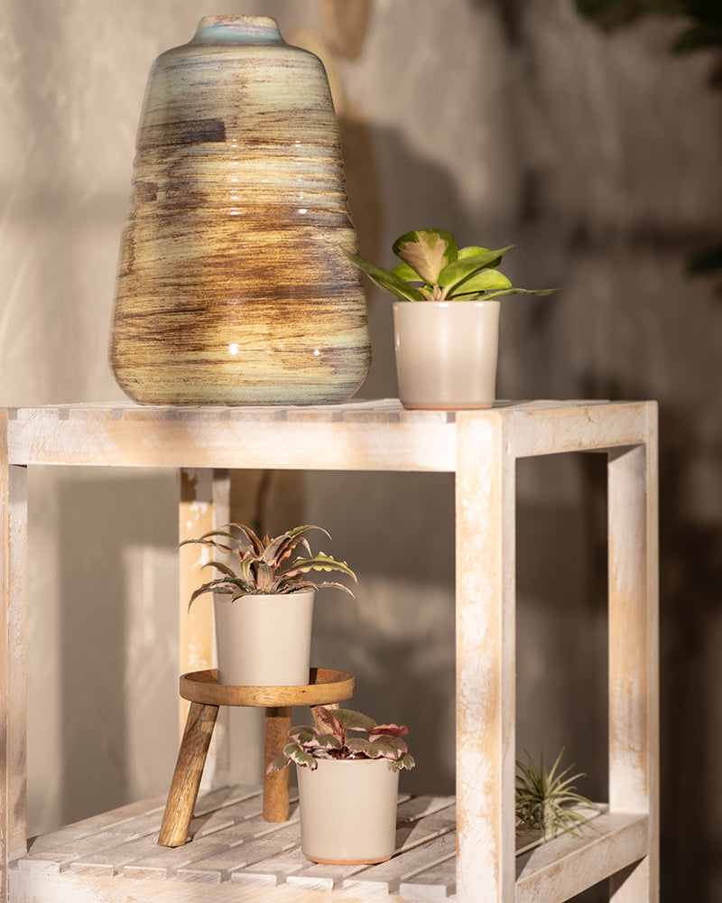 feey-variado-rosa-babypflanzen-zimmerpflanzen-3er-set image 7