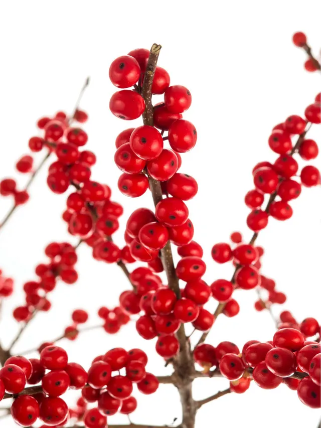 blumigo-zweige-ilex-zweig-rot-kurz-f-r-deko image 1