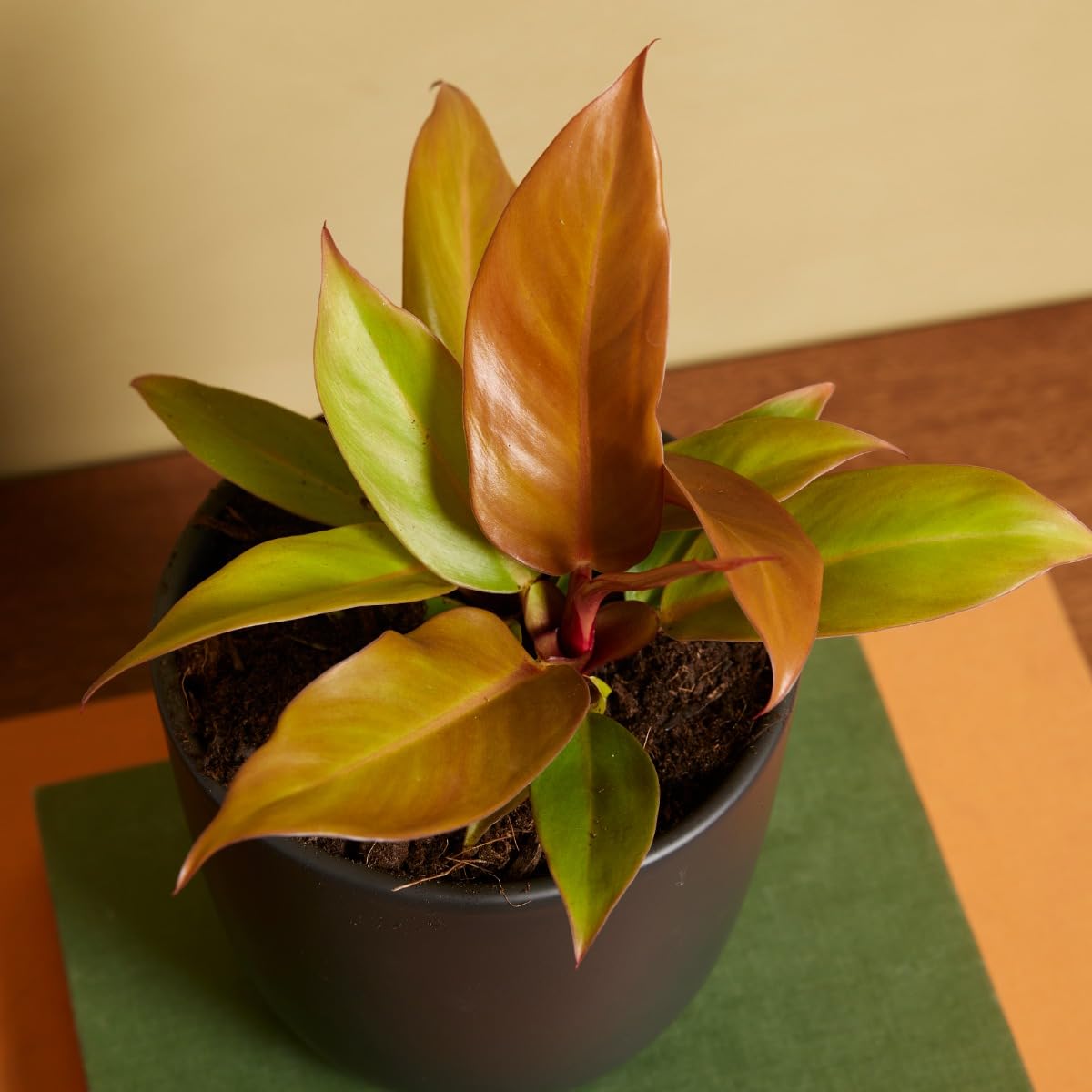 plnts-rareplnts-philodendron-prince-of-orange-zimmerpflanze-12cm image 8