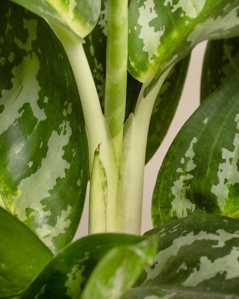 feey-variado-aglaonema-amazon-silver-zimmerpflanze-gross image 8