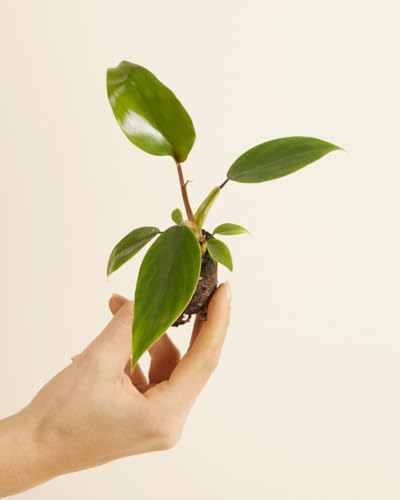 plnts-babyplnts-philodendron-mayoi-zimmerpflanze-8cm-baby image 8