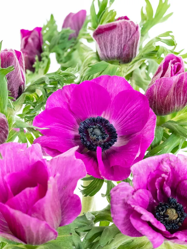 blumigo-anemonen-pinke-schnittblume-rosa-fr-hlingsblume image 1