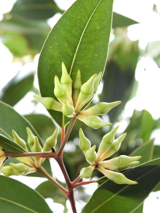 blumigo-eukalyptus-robusta-mit-frucht-bindegr-n-gr-n image 1
