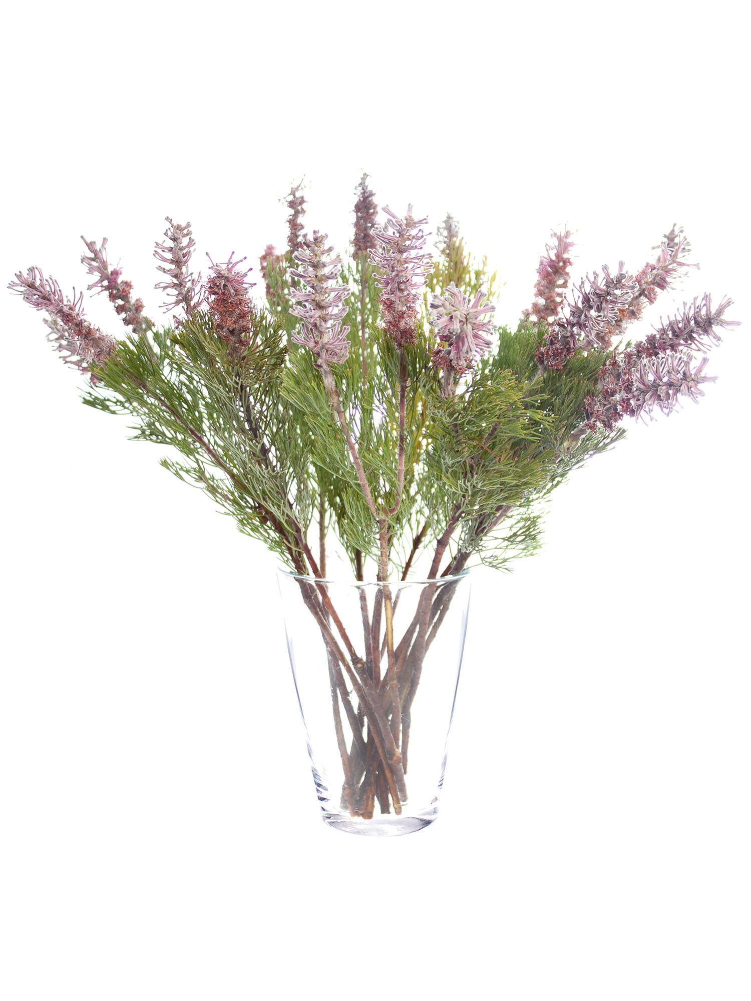 blumigo-proteen-paranomus-dispersus-schnittblume-violett-grau image 2