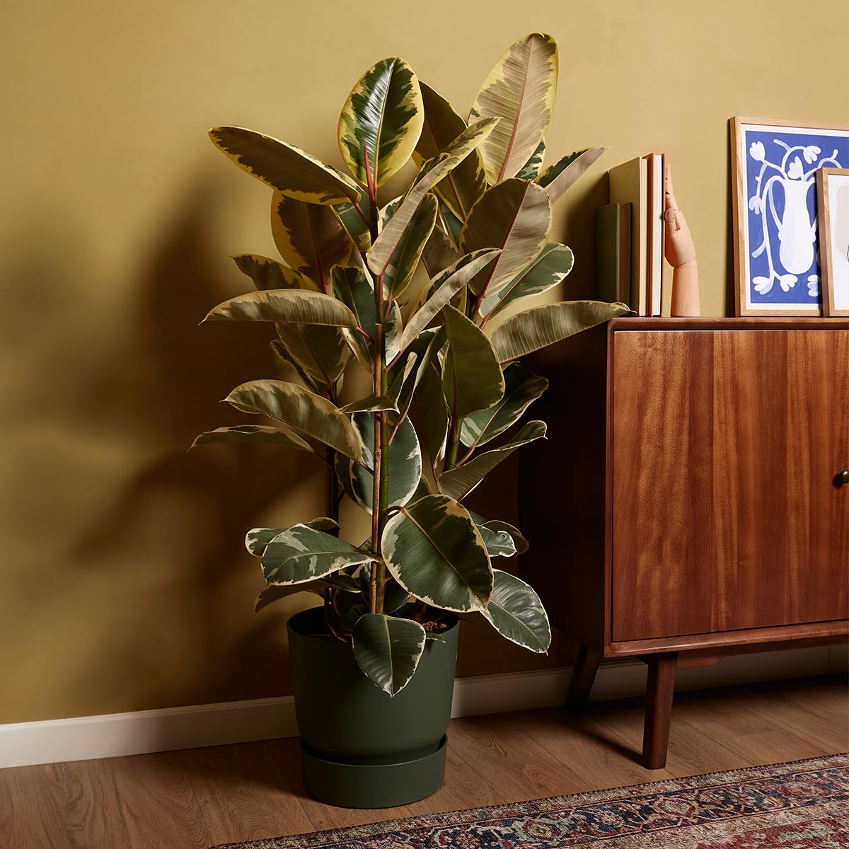 plnts-rareplnts-ficus-tineke-gummibaum-27cm-topf-100cm image 7