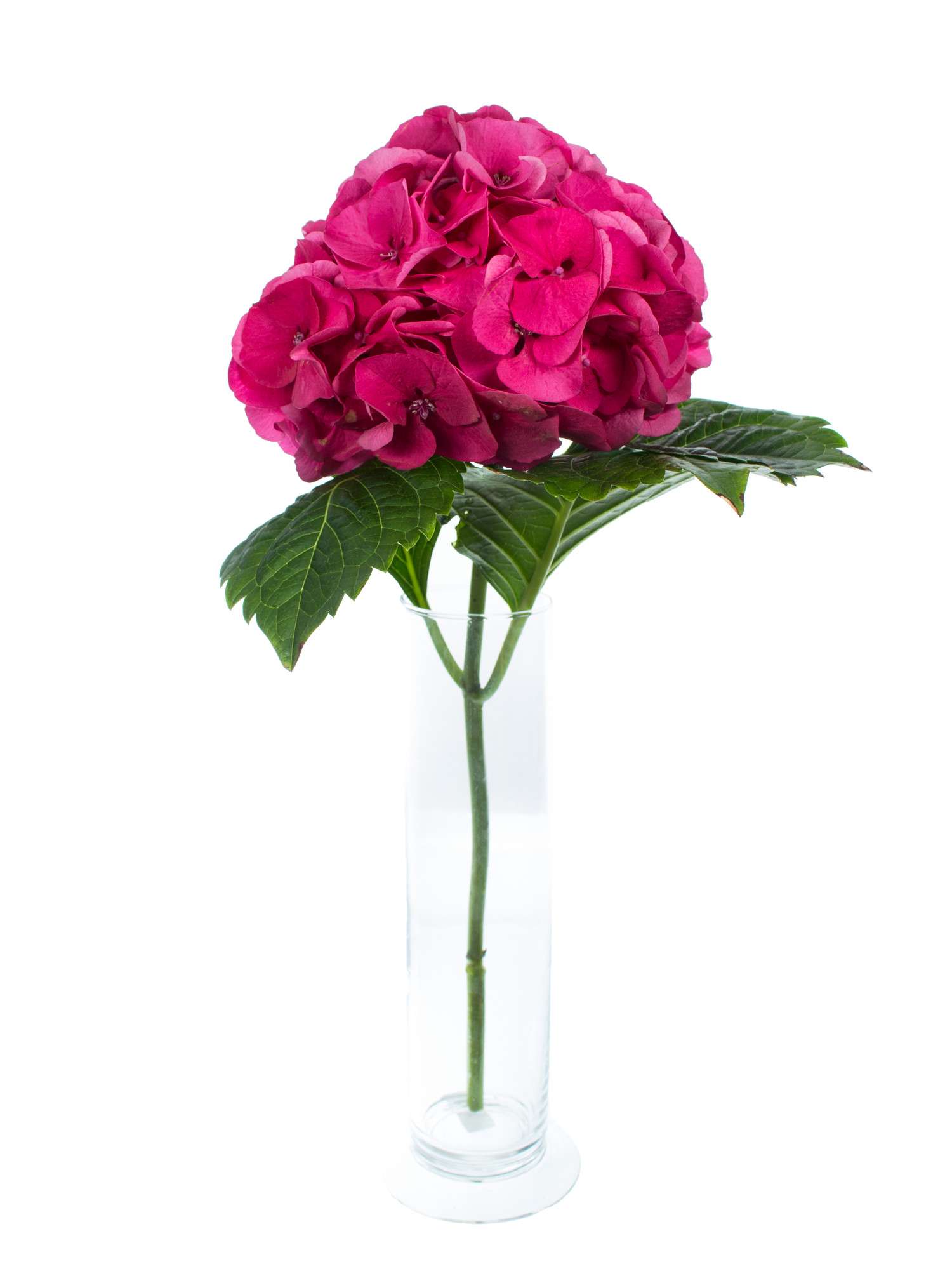 blumigo-hortensien-magical-sibilla-rot-schnittblume-pink image 3