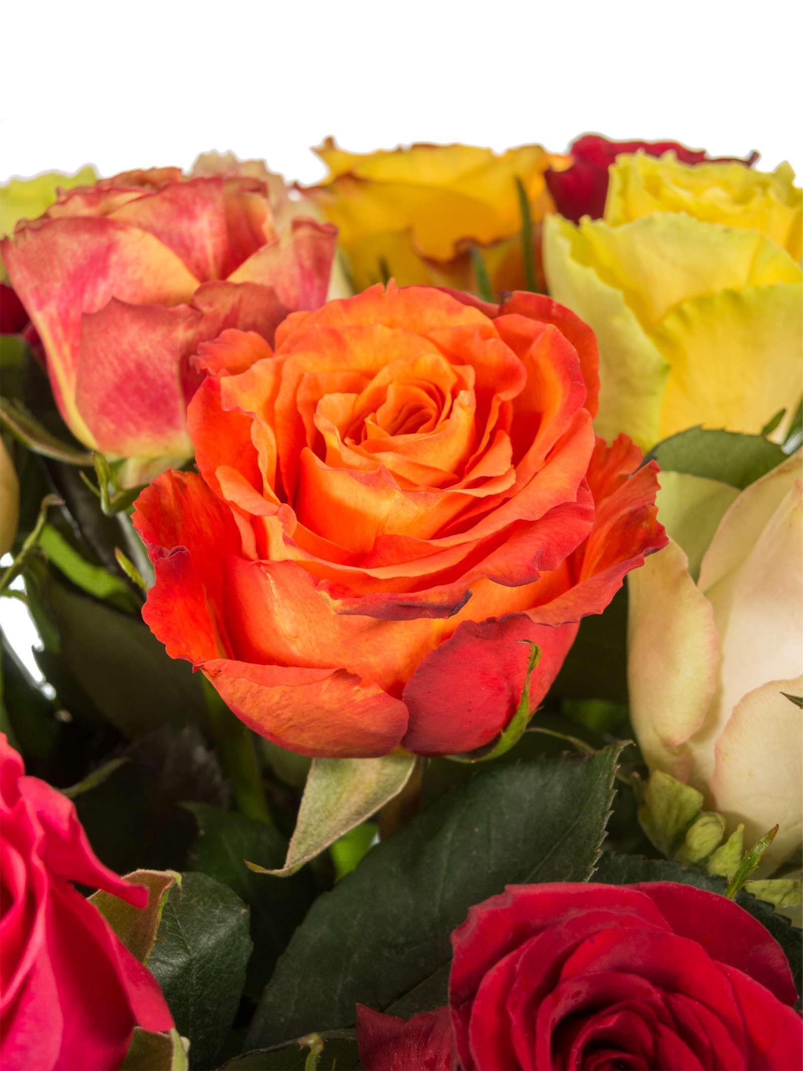 blumigo-rosen-premium-mischung-bunte-rosen image 2