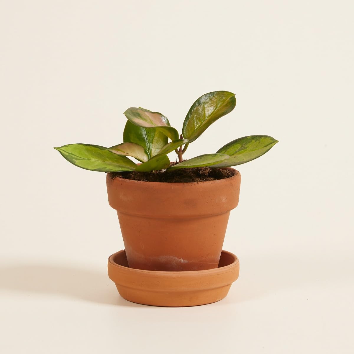 plnts-babyplnts-hoya-australis-lisa-wachsblume-6cm-topf image 5