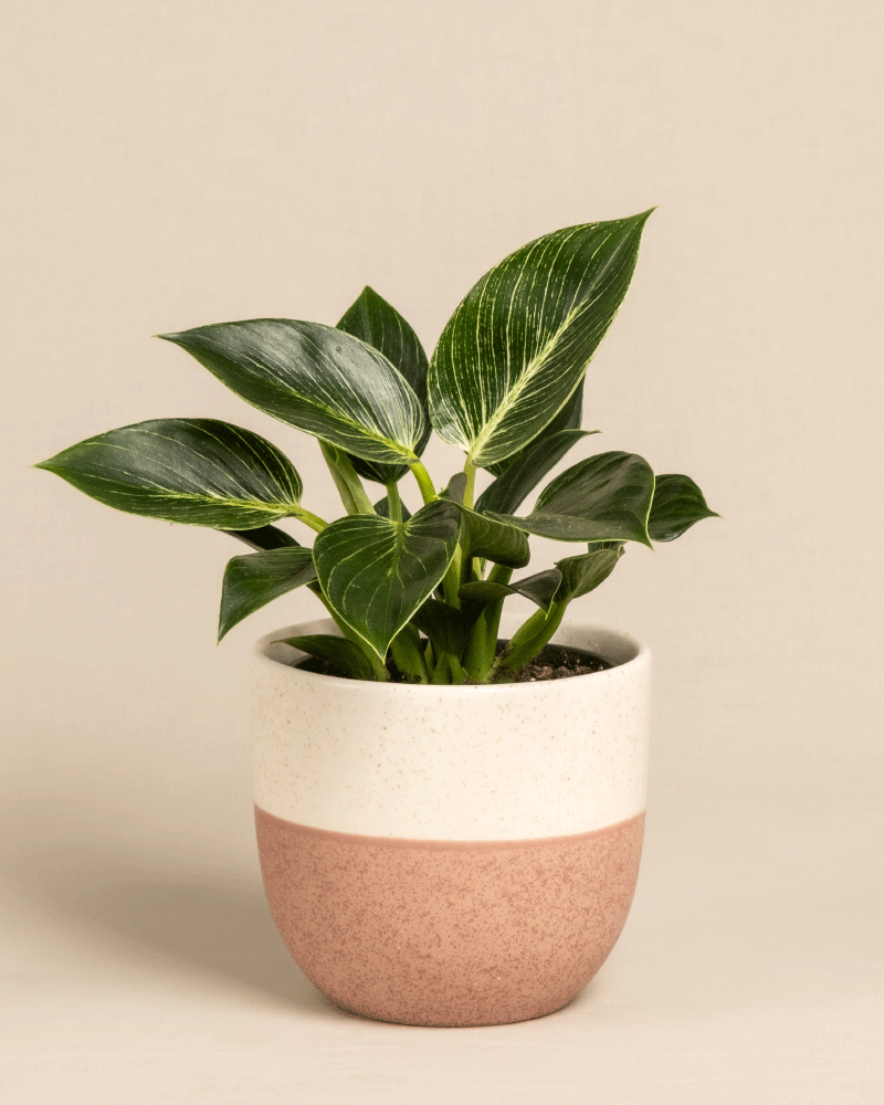 feey-variado-philodendron-birkin-white-measure-mittel image 5