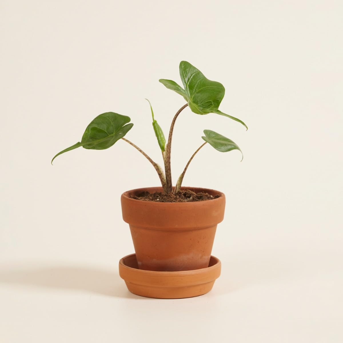 plnts-babyplnts-baby-alocasia-stingray-zimmerpflanze-25-cm image 6