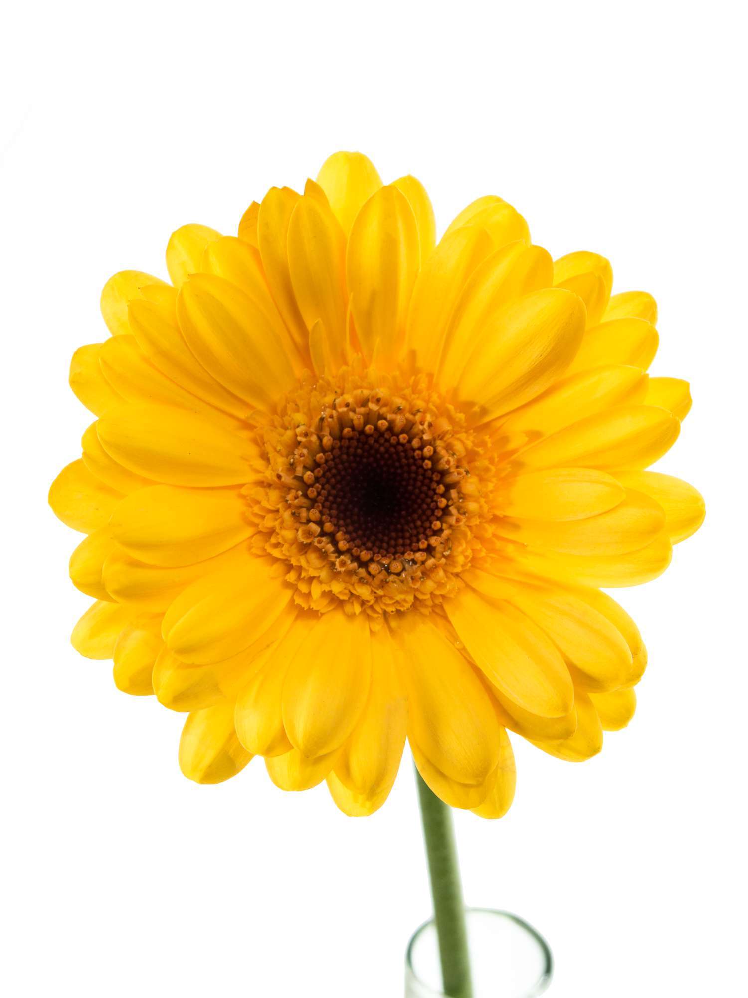 blumigo-gerbera-mini-bison-gold-gelbe-schnittblume-stiel image 2