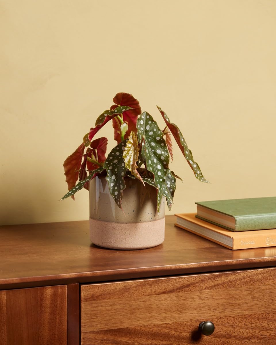 plnts-begonia-maculata-zimmerpflanze-20-cm-12-cm-topf image 6