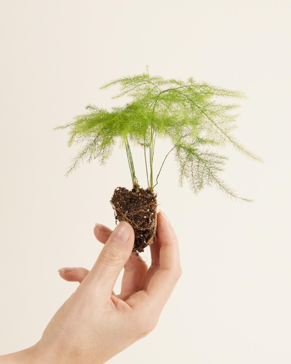 plnts-babyplnts-asparagus-fern-zimmerpflanze-15-cm-federartig image 2