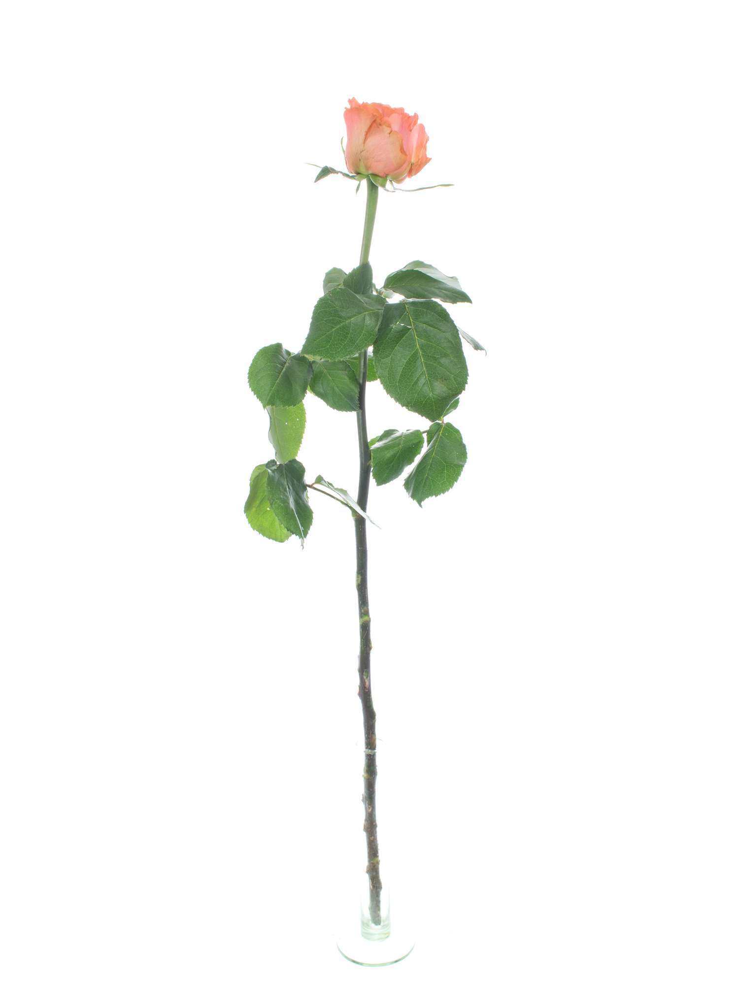 blumigo-rosen-romanza-schnittrosen-apricot-st-ck image 3