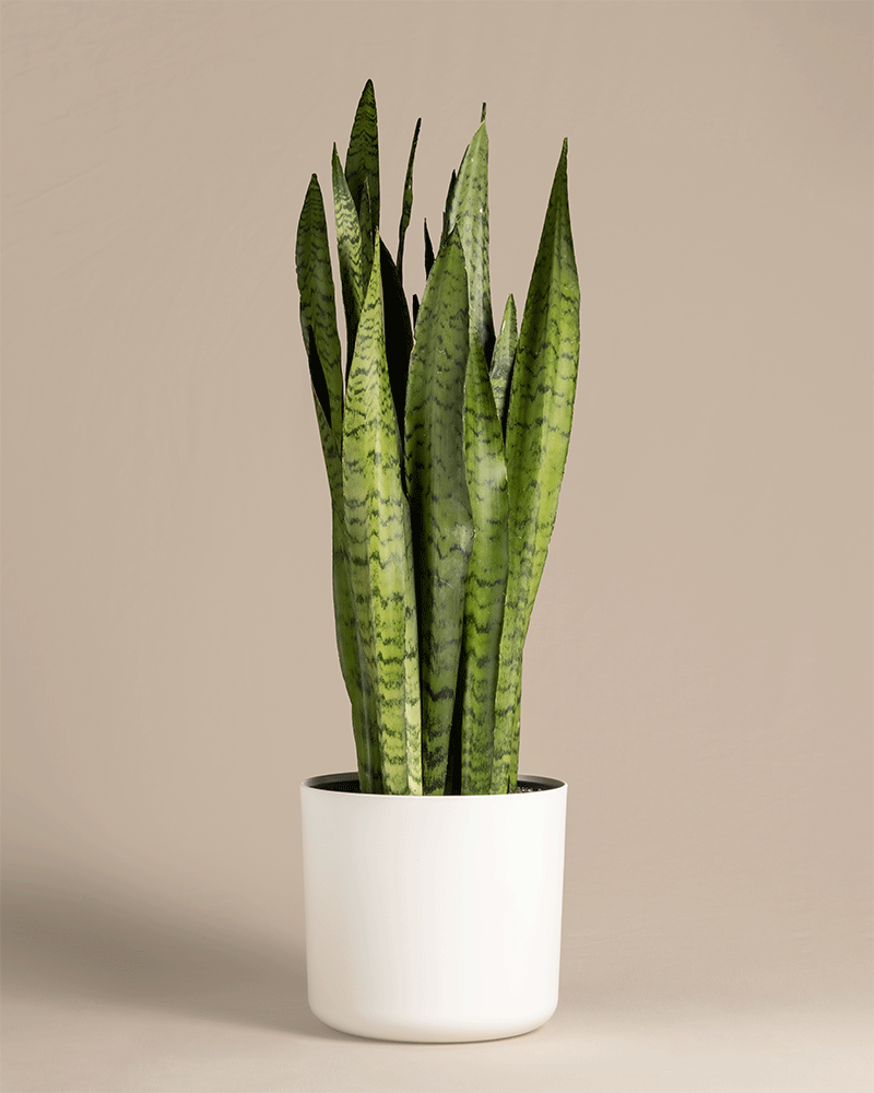 feey-variado-sansevieria-zeylanica-zimmerpflanze-gro-gr-n image 5