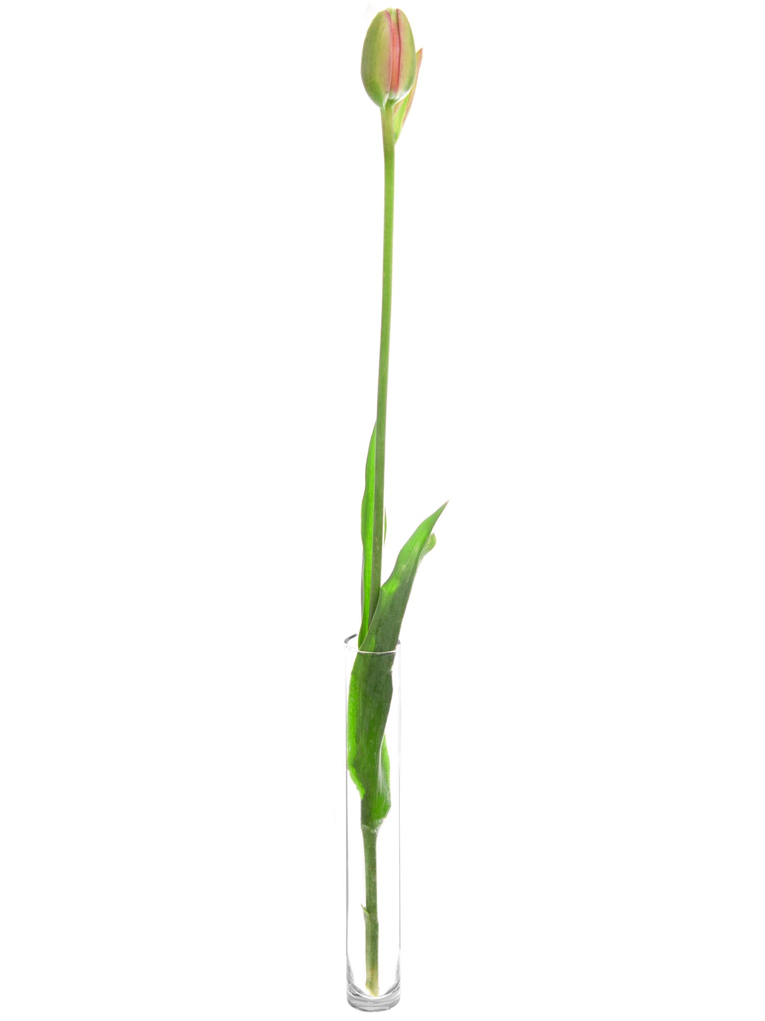 blumigo-tulpen-renown-unique-gef-llte-tulpe-pink image 3