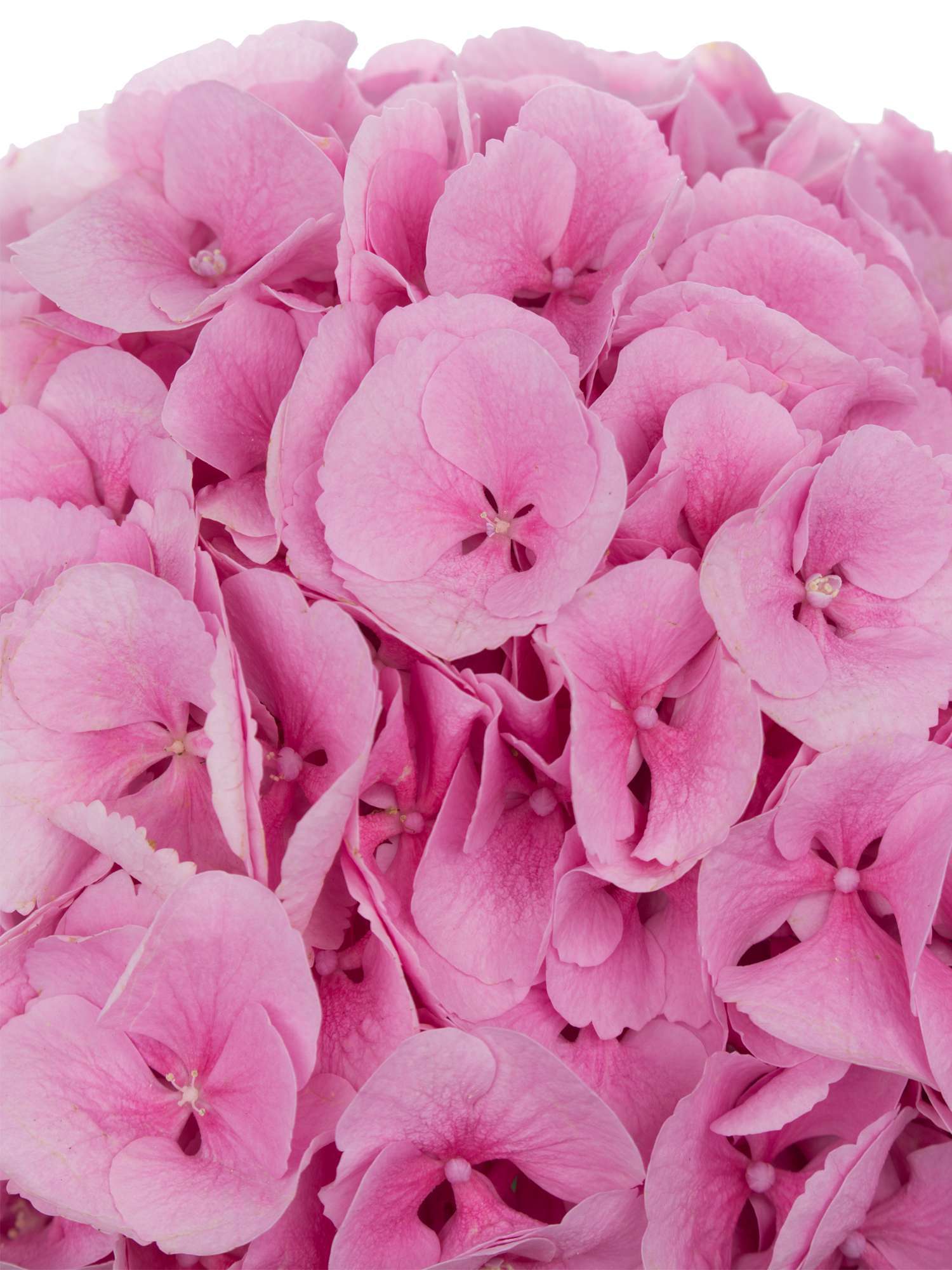 blumigo-hortensien-mammoet-rosa-schnittblume-1-stiel-volumin-s image 3