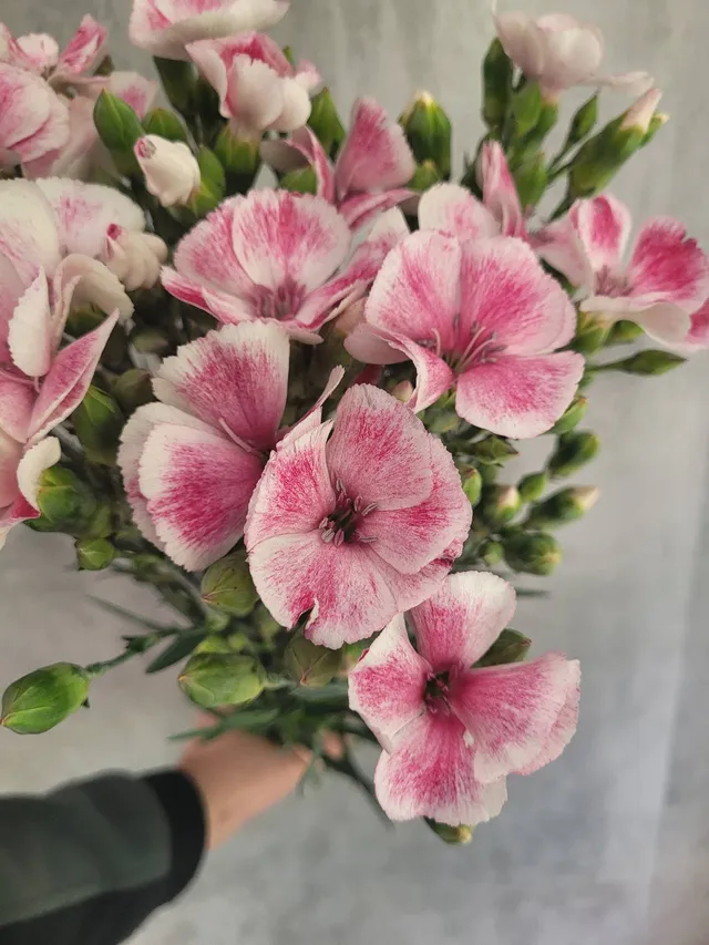 blumigo-nelken-solandis-blushfly-blume-rosa-wei-einzeln image 1