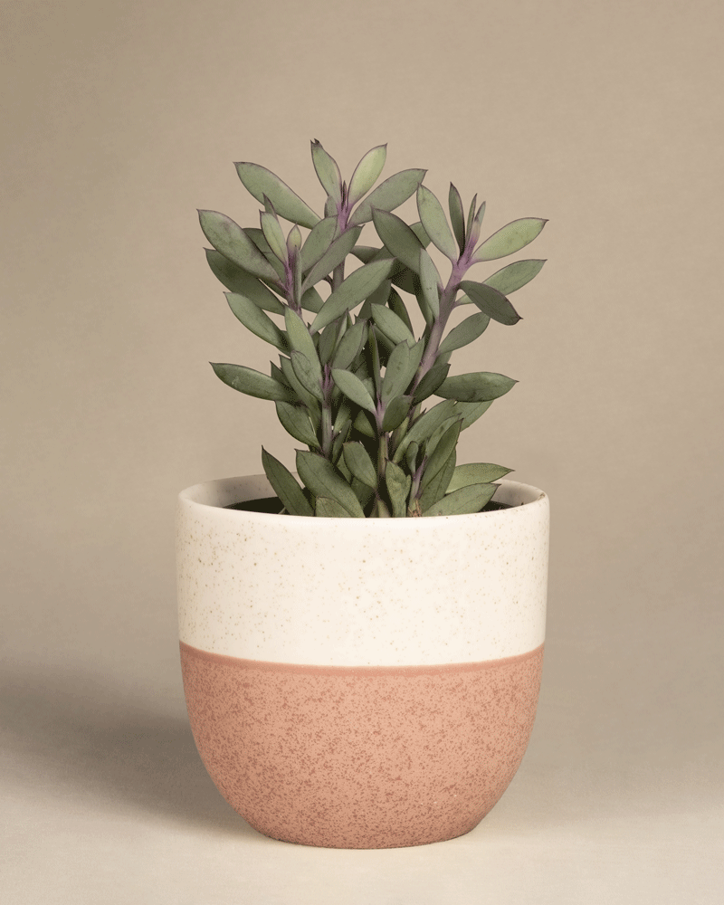 feey-variado-senecio-crassissimus-zimmerpflanze image 5