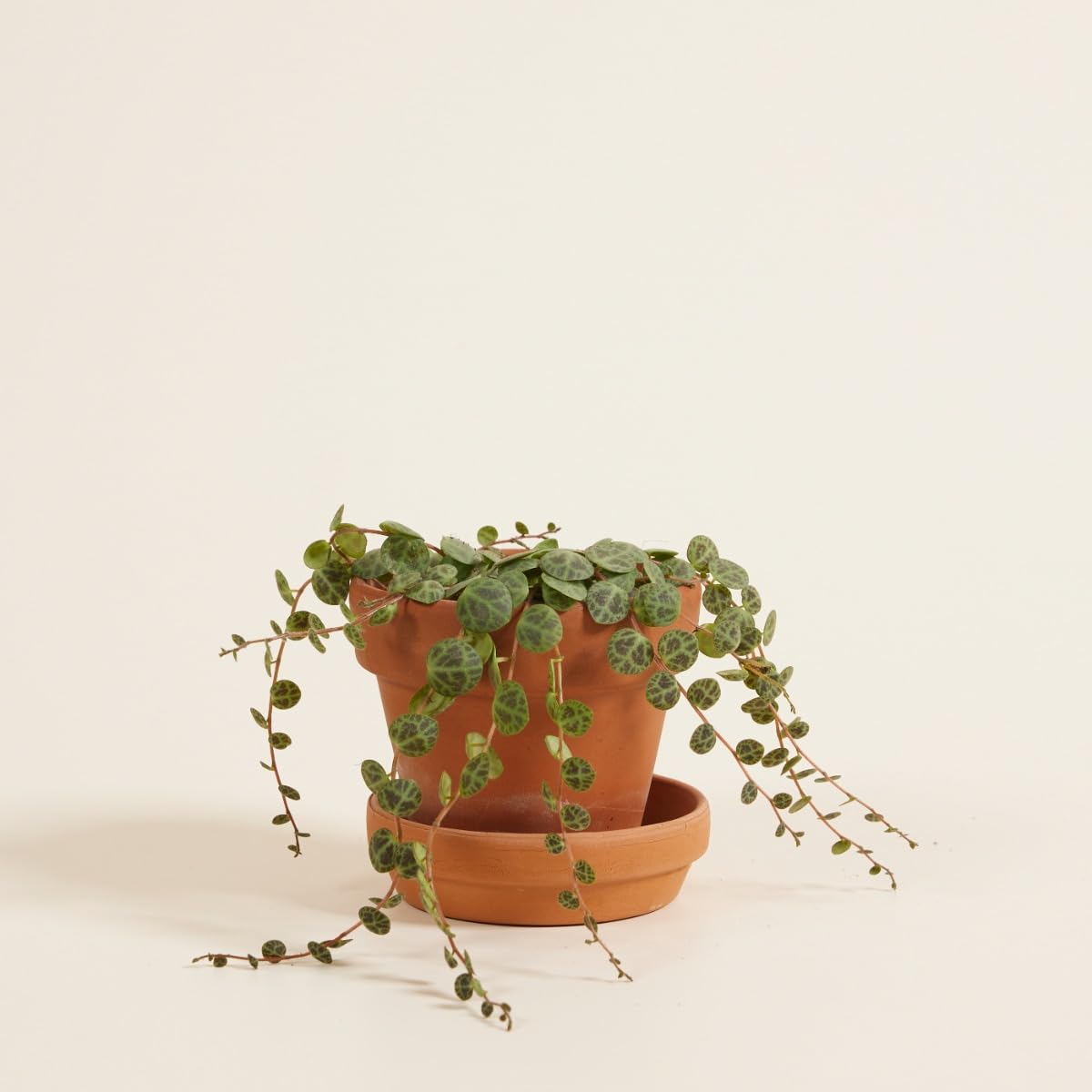 plnts-babyplnts-baby-peperomia-prostrata-zimmerpflanze-6cm-topf image 5