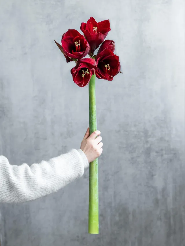 blumigo-amaryllis-royal-velvet-dunkelrote-schnittblume image 1