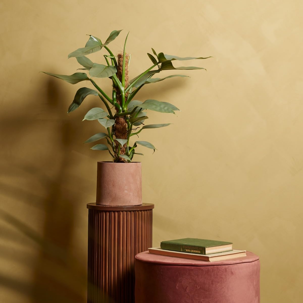 plnts-rareplnts-philodendron-hastatum-zimmerpflanze-60-cm-silber image 5