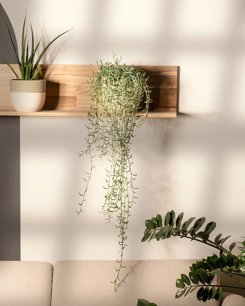 feey-variado-senecio-radicans-h-ngepflanze-ohne-bertopf image 4