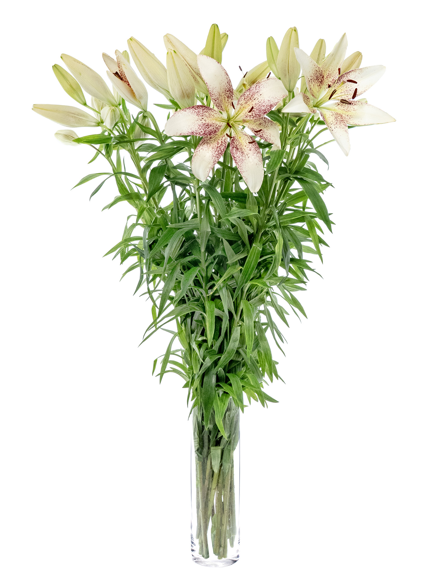blumigo-lilien-spotify-schnittblume-wei-pink image 2