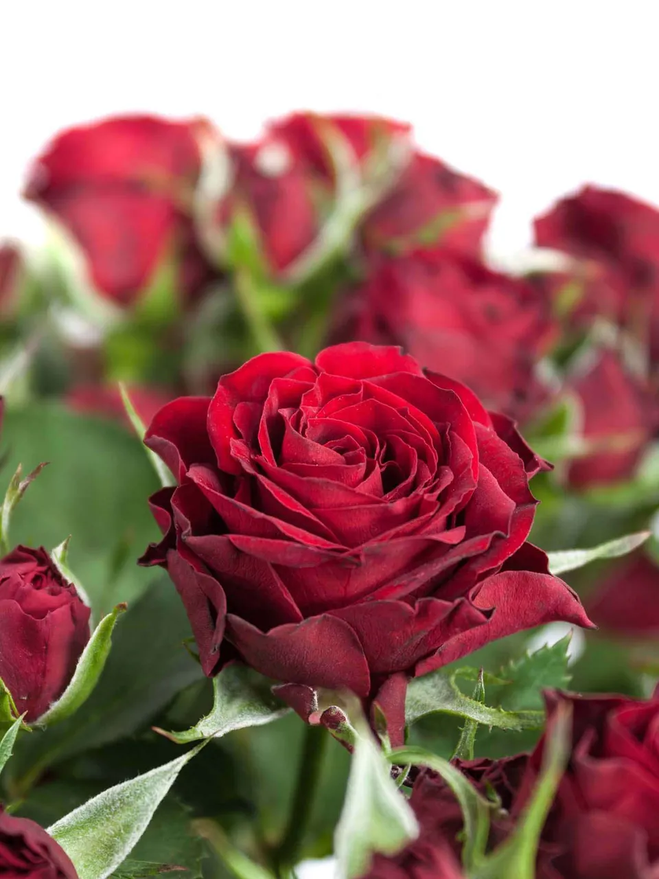 blumigo-rosen-dynasty-sensation-dunkel-rot-verzweigt image 1