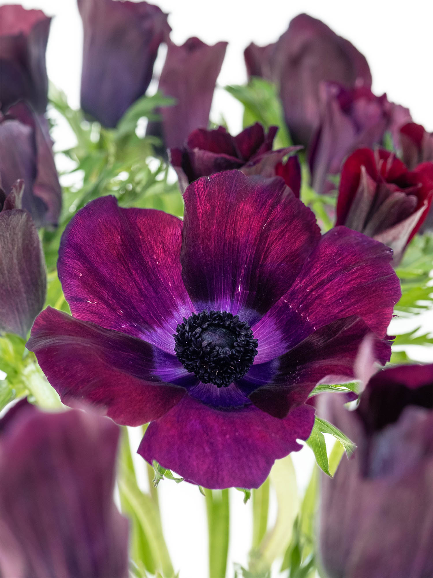 blumigo-anemonen-mistral-bordeaux-schnittblume-aubergine image 1