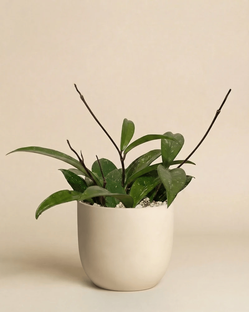 feey-variado-hoya-pubicalyx-wachsblume-ohne-bertopf-klein image 6