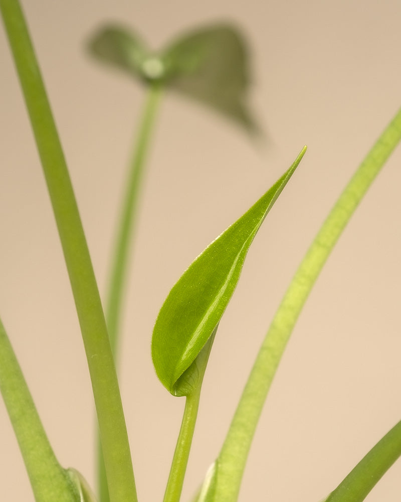 feey-tiny-dancer-alocasia-pfeilblatt-klein-bis-mittel-ohne-bertopf image 8
