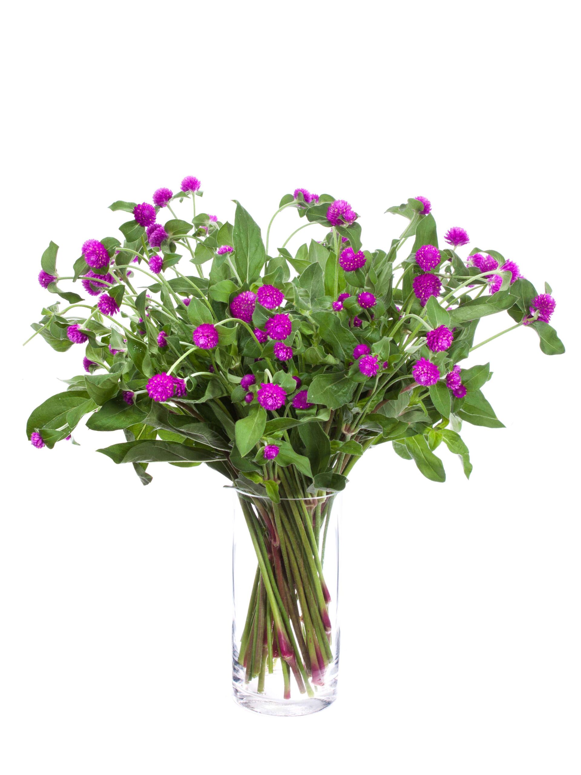 blumigo-gomphrena-kugelamarant-schnittblume-violett image 2