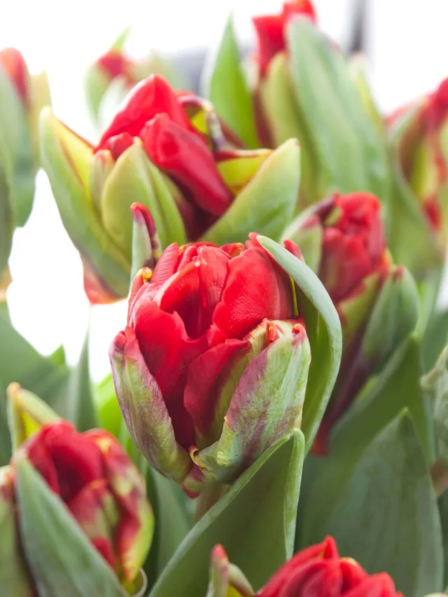 blumigo-tulpen-double-rococo-tulpe-gef-llt-rot image 1