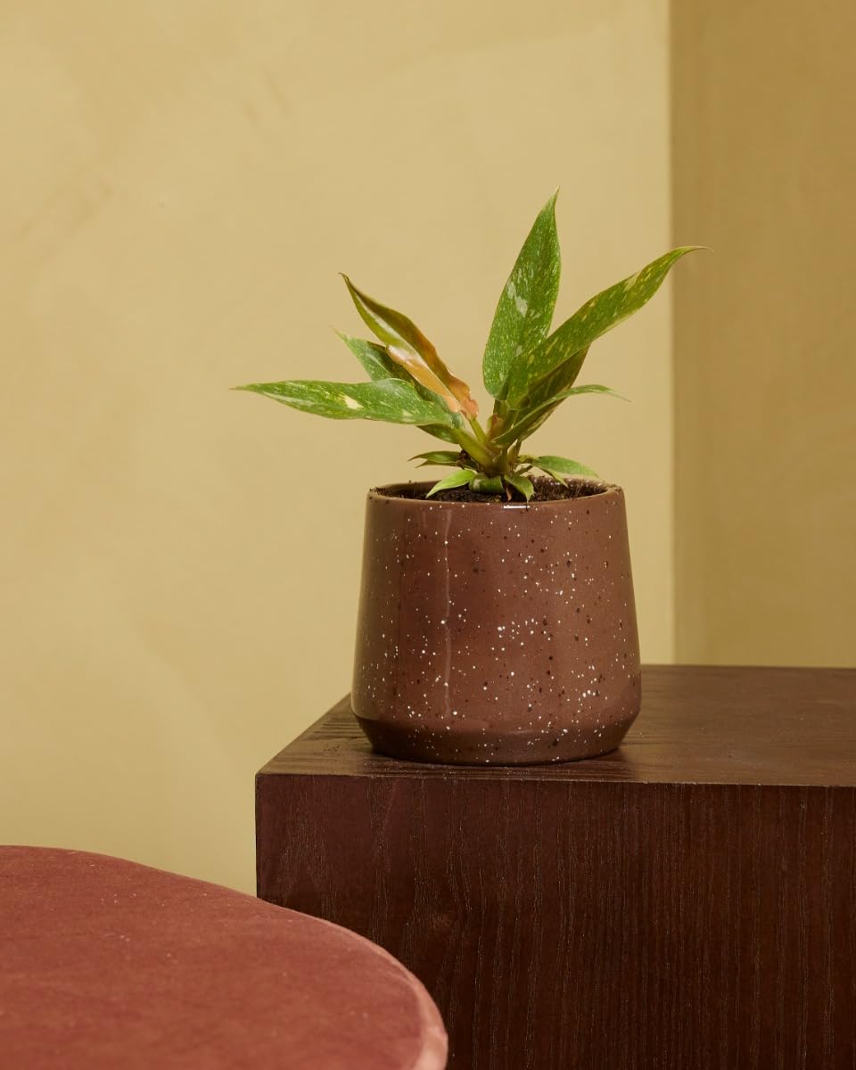 plnts-babyplnts-philodendron-ring-of-fire-zimmerpflanze-6cm-topf image 5
