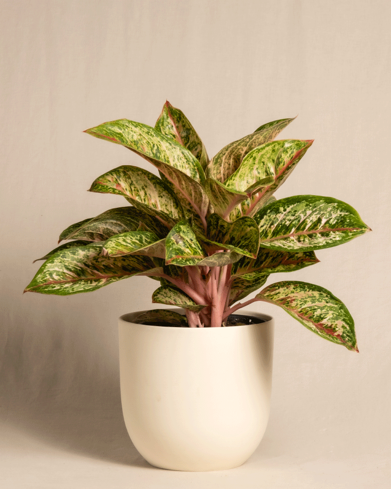 feey-variado-aglaonema-painted-celebration-zimmerpflanze-bunt image 6