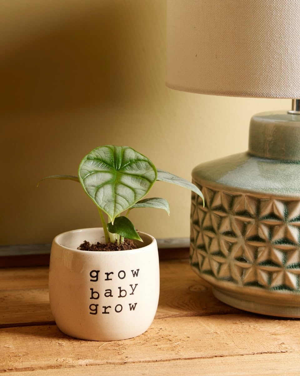 plnts-babyplnts-baby-alocasia-silver-dragon-zimmerpflanze-10cm image 5