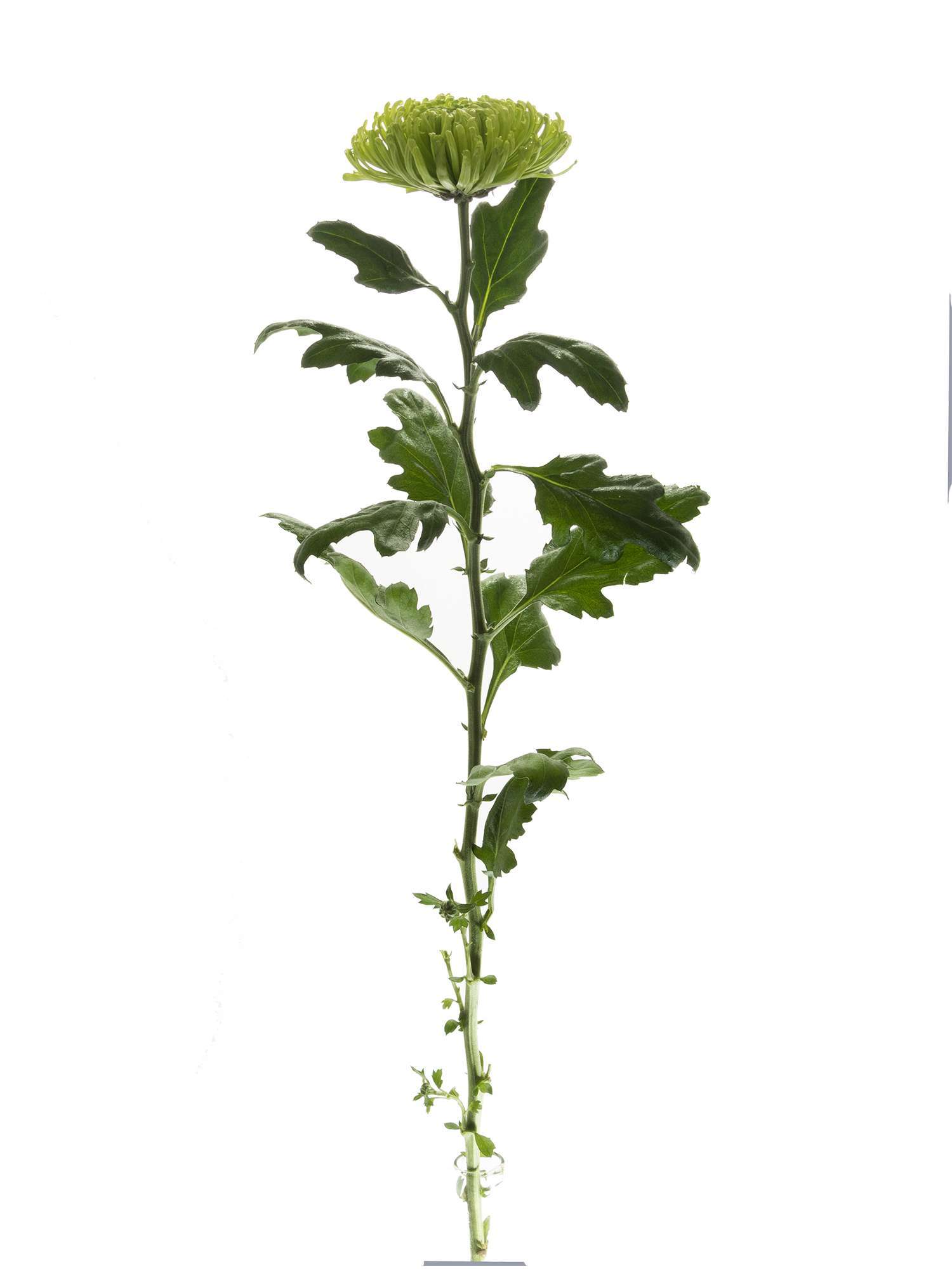 blumigo-chrysanthemen-anastasia-blume-gr-n image 3